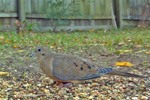 Mourning Dove