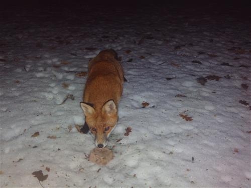 Red Fox
