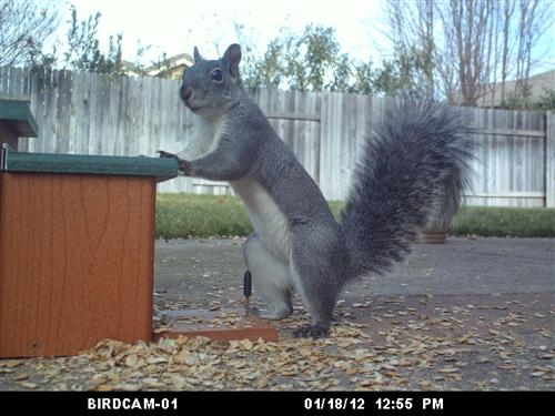 squirrel at bar