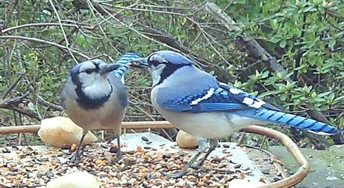 Two Blue Jays