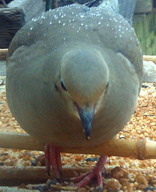 Mourning Dove