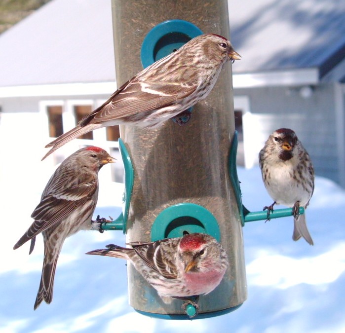 images of winter birds