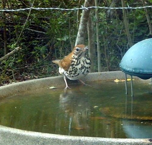 Wood Thrush