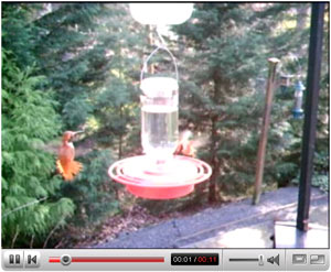 Click to view the Hummingbird Video on YouTube