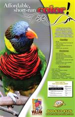 Wall Poster - Bird
