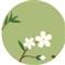 Blossoms