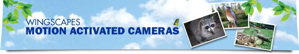 Motion-Activated Bird Cameras