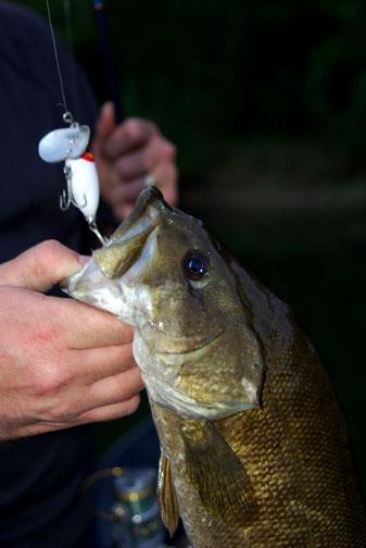 Smallmouth Bass Caught on Arbogast Jitterbug Topwater Fishing Lure