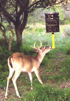 Pvc Deer Feeder at Askives - Askives - Questions &amp; Answers Archives